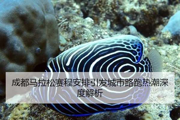 成都马拉松赛程安排引发城市路跑热潮深度解析